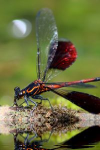 Preview wallpaper dragonfly, insect, close-up