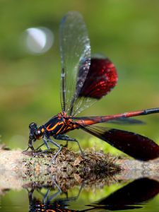 Preview wallpaper dragonfly, insect, close-up