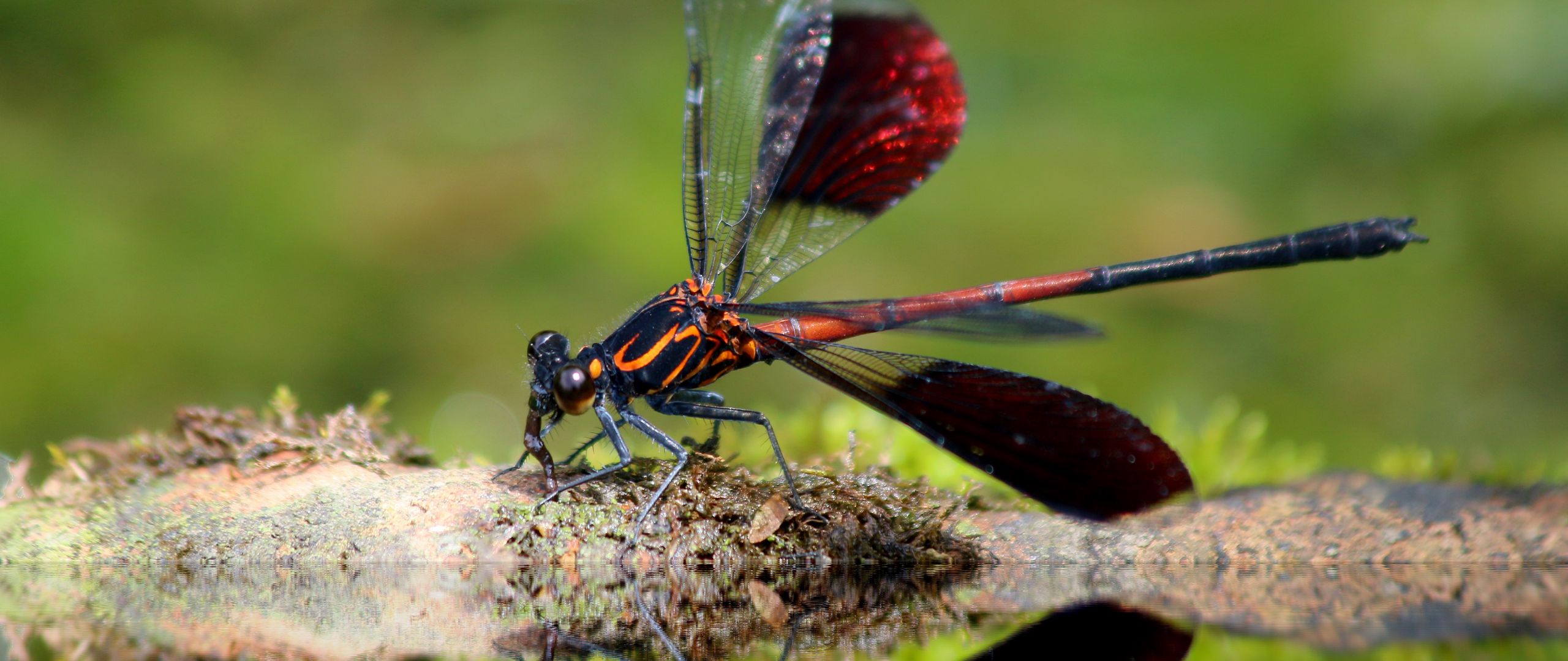 Download wallpaper 2560x1080 dragonfly, insect, close-up dual wide ...