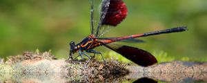 Preview wallpaper dragonfly, insect, close-up