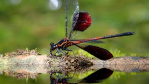 Preview wallpaper dragonfly, insect, close-up