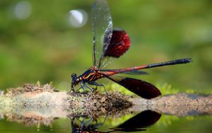 Preview wallpaper dragonfly, insect, close-up