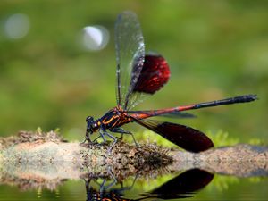 Preview wallpaper dragonfly, insect, close-up