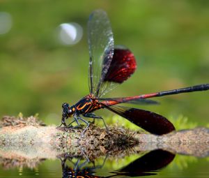 Preview wallpaper dragonfly, insect, close-up