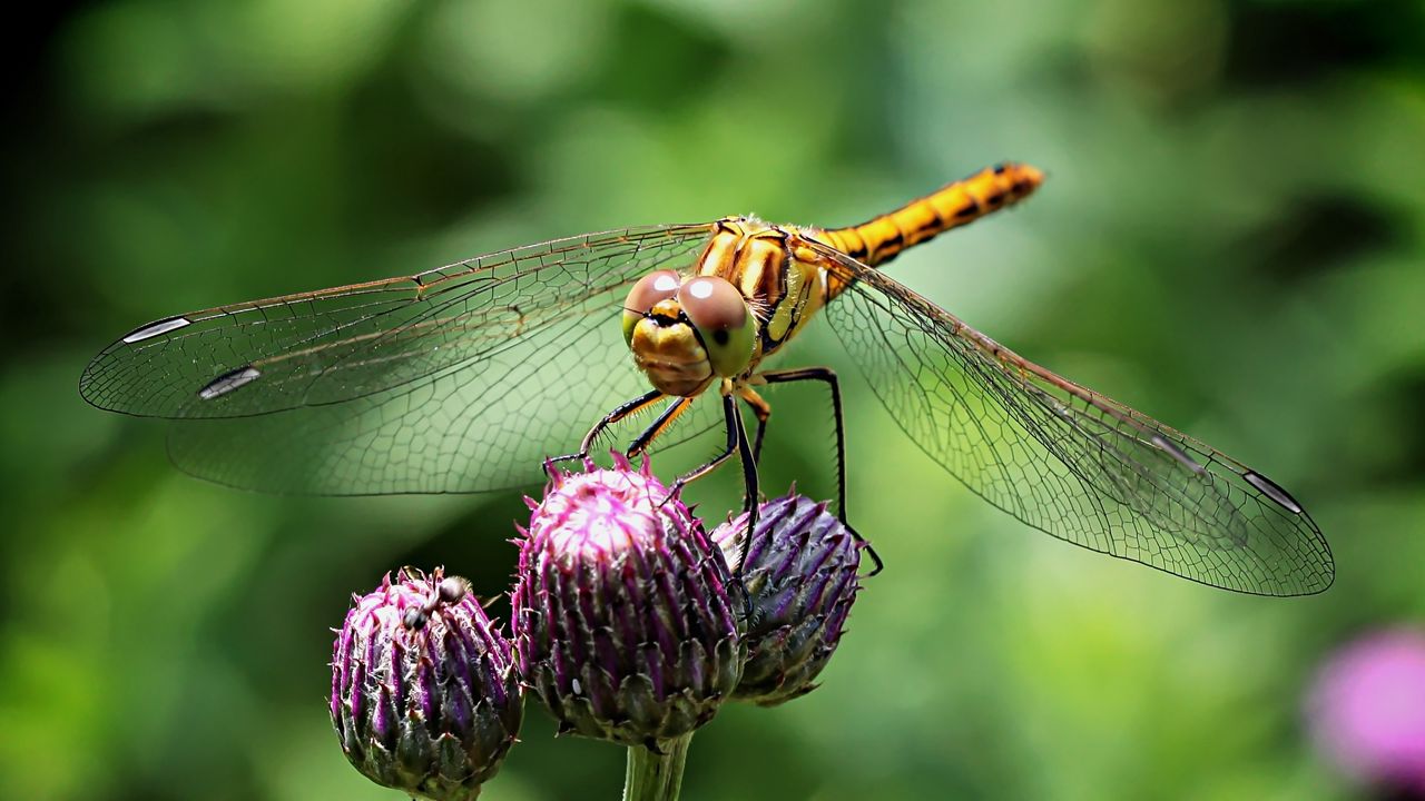 Wallpaper dragonfly, insect, flower, plant, close-up