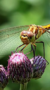 Preview wallpaper dragonfly, insect, flower, plant, close-up