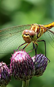 Preview wallpaper dragonfly, insect, flower, plant, close-up