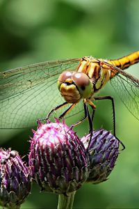 Preview wallpaper dragonfly, insect, flower, plant, close-up