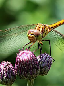 Preview wallpaper dragonfly, insect, flower, plant, close-up