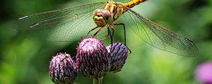 Preview wallpaper dragonfly, insect, flower, plant, close-up