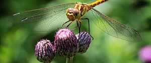 Preview wallpaper dragonfly, insect, flower, plant, close-up