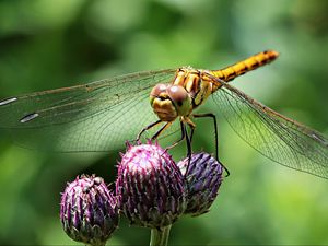 Preview wallpaper dragonfly, insect, flower, plant, close-up