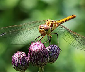 Preview wallpaper dragonfly, insect, flower, plant, close-up