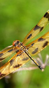 Preview wallpaper dragonfly, insect, flying, grass