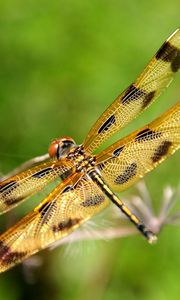 Preview wallpaper dragonfly, insect, flying, grass