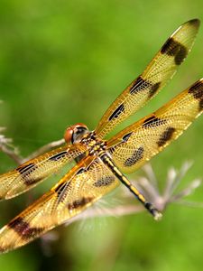 Preview wallpaper dragonfly, insect, flying, grass