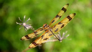 Preview wallpaper dragonfly, insect, flying, grass