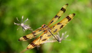 Preview wallpaper dragonfly, insect, flying, grass