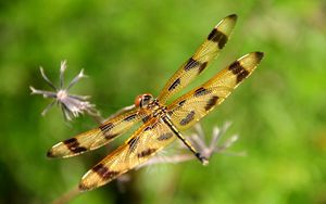 Preview wallpaper dragonfly, insect, flying, grass