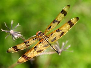 Preview wallpaper dragonfly, insect, flying, grass