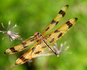 Preview wallpaper dragonfly, insect, flying, grass