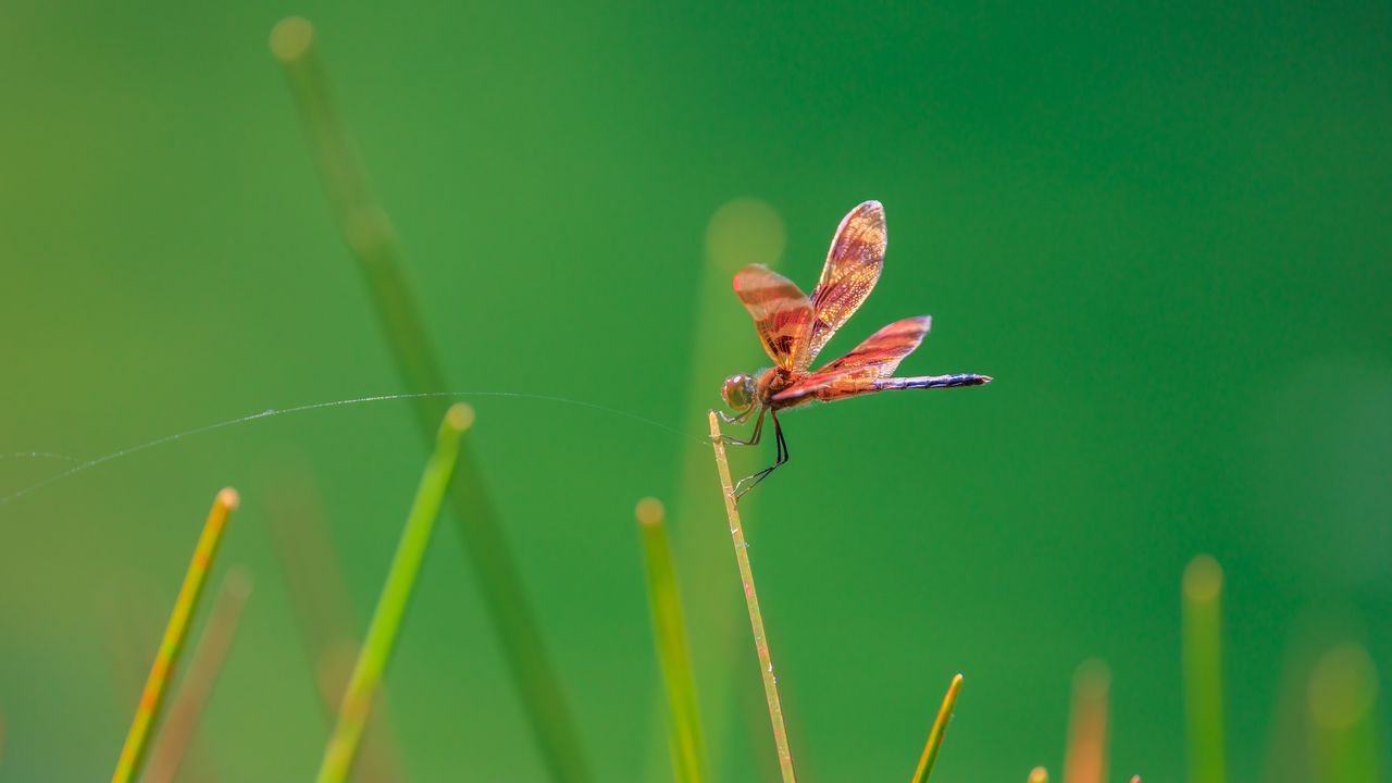 Wallpaper dragonfly, insect, grass, blur, macro