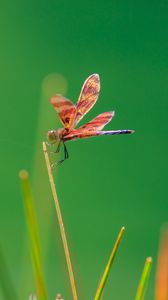 Preview wallpaper dragonfly, insect, grass, blur, macro