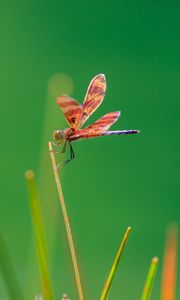 Preview wallpaper dragonfly, insect, grass, blur, macro