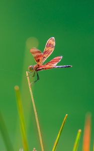 Preview wallpaper dragonfly, insect, grass, blur, macro