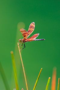 Preview wallpaper dragonfly, insect, grass, blur, macro