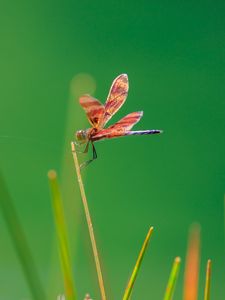 Preview wallpaper dragonfly, insect, grass, blur, macro