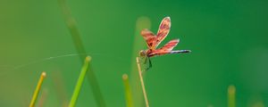 Preview wallpaper dragonfly, insect, grass, blur, macro