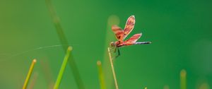 Preview wallpaper dragonfly, insect, grass, blur, macro