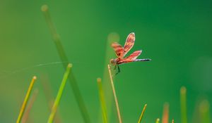 Preview wallpaper dragonfly, insect, grass, blur, macro