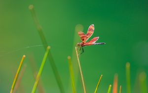 Preview wallpaper dragonfly, insect, grass, blur, macro