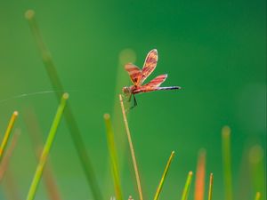 Preview wallpaper dragonfly, insect, grass, blur, macro