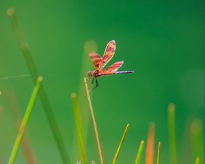 Preview wallpaper dragonfly, insect, grass, blur, macro