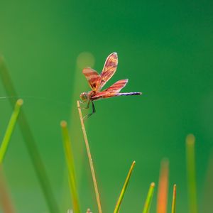 Preview wallpaper dragonfly, insect, grass, blur, macro