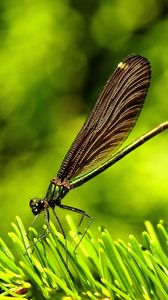Preview wallpaper dragonfly, insect, grass, wings, flight