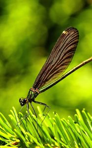 Preview wallpaper dragonfly, insect, grass, wings, flight