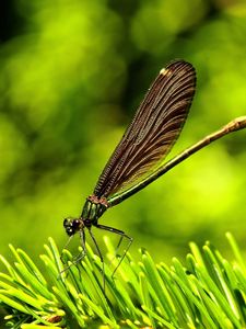 Preview wallpaper dragonfly, insect, grass, wings, flight