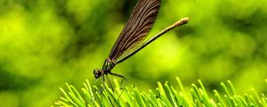 Preview wallpaper dragonfly, insect, grass, wings, flight