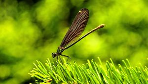 Preview wallpaper dragonfly, insect, grass, wings, flight