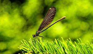 Preview wallpaper dragonfly, insect, grass, wings, flight