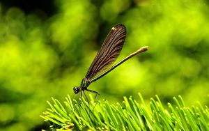 Preview wallpaper dragonfly, insect, grass, wings, flight