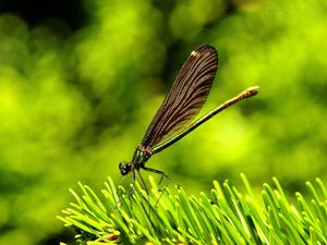 Preview wallpaper dragonfly, insect, grass, wings, flight