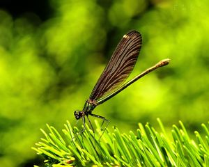 Preview wallpaper dragonfly, insect, grass, wings, flight