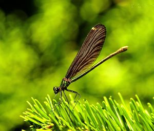 Preview wallpaper dragonfly, insect, grass, wings, flight