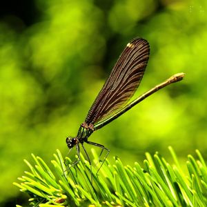 Preview wallpaper dragonfly, insect, grass, wings, flight