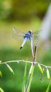 Preview wallpaper dragonfly, insect, grass, macro, blur